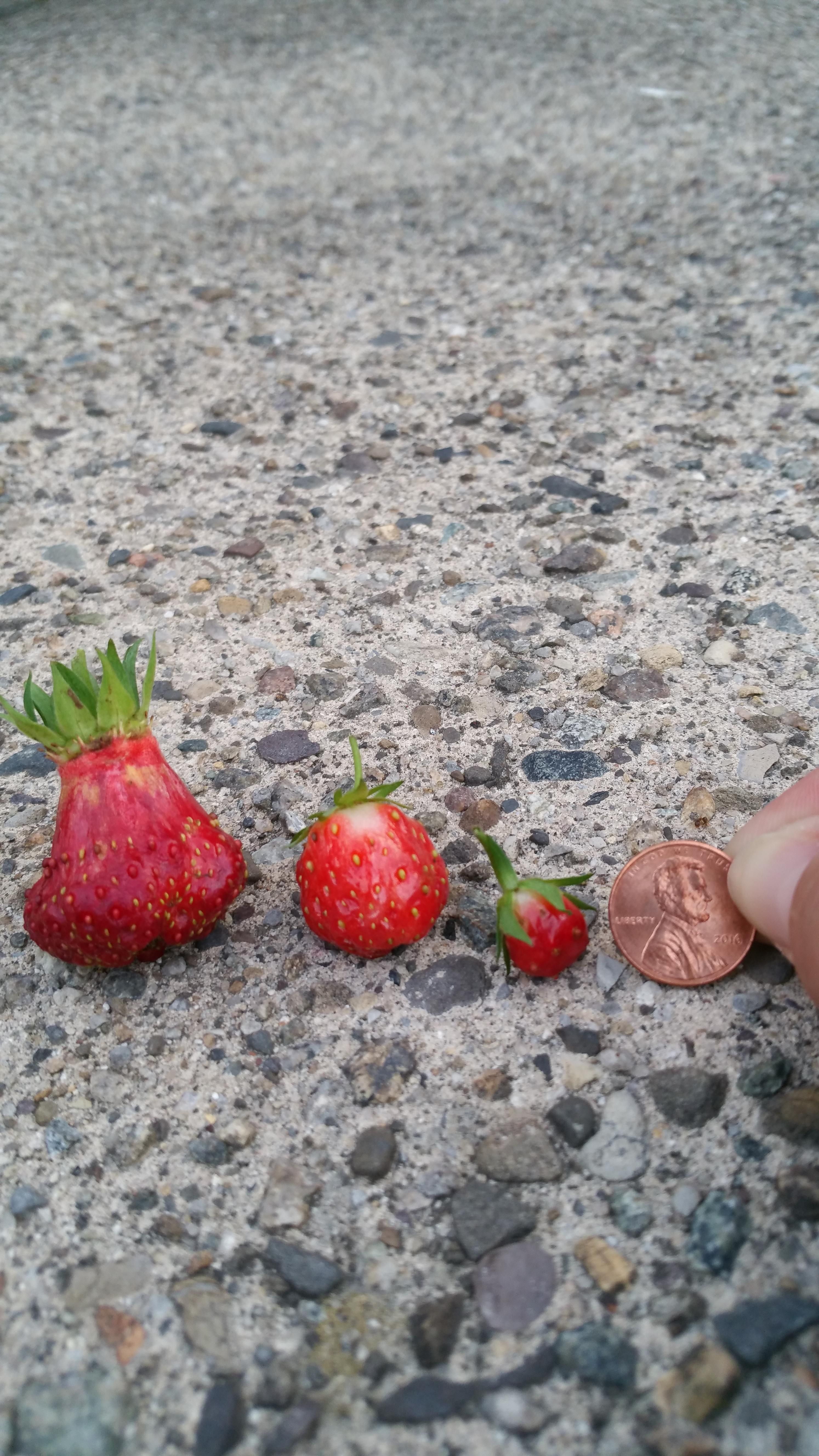 I see your bountiful carrot harvest and offer my bountiful strawberry harvest for dessert!