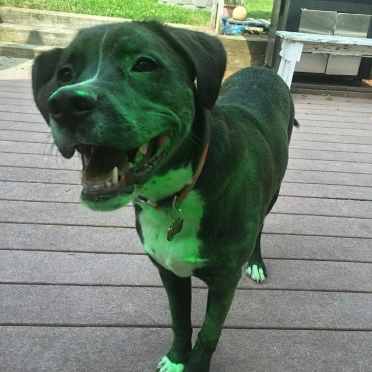 My dog got into a bag of green powder that was supposed to be used for a color run.