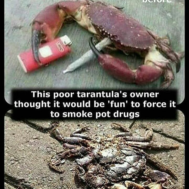 Poor doggo