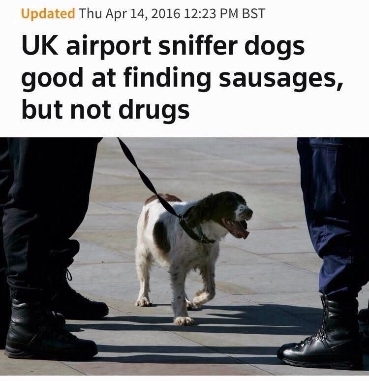 Roses are red, I really hate bugs,