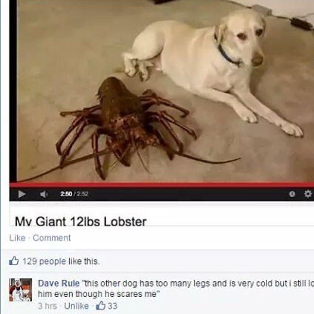 doggo with autism
