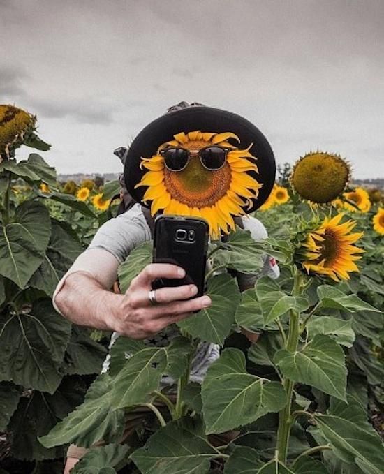 Sunflower selfie