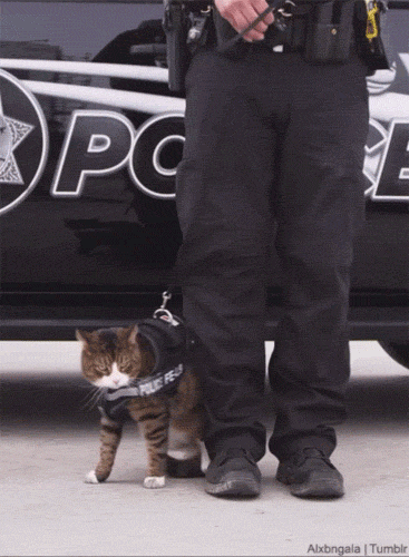 "This is why police cats aren't a thing..."