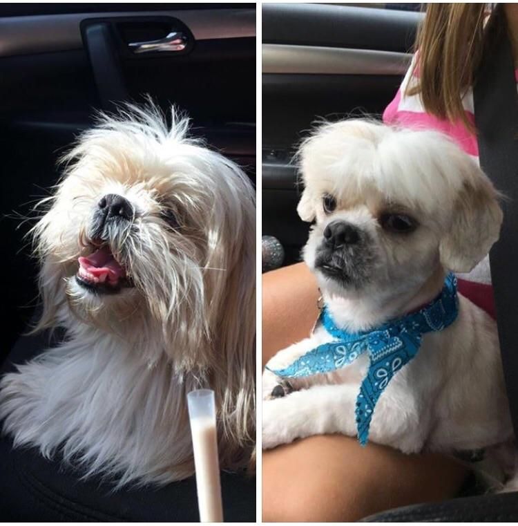 I just saw this posted on facebook and it says, "Life lesson learned. Be very specific when explaining how you want your dog be groomed." DROPPED OFF A SHIHTZU, PICKED UP A LLAMA.