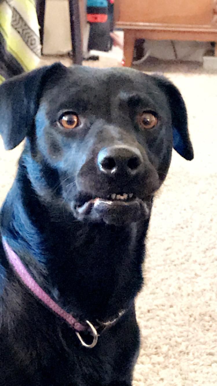 The face my dog makes while she waits for me to throw her ball