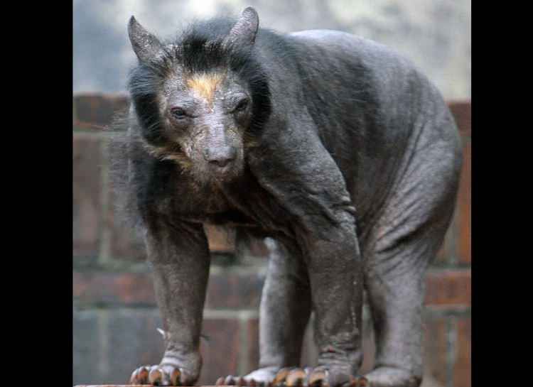 Shaved bears look like werewolves
