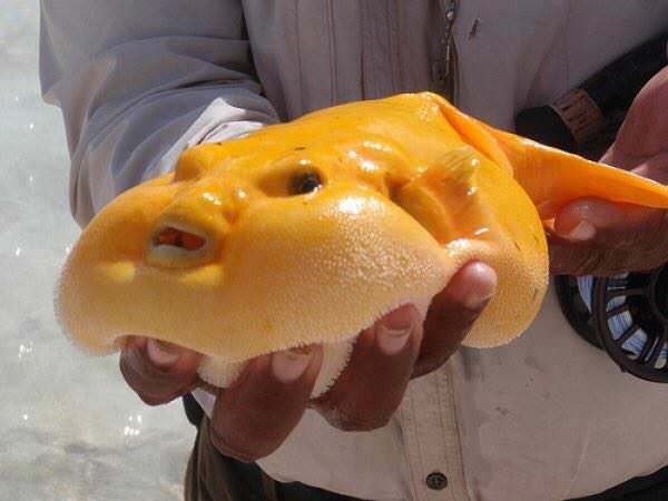 I googled "Cheese Fish" and was not disappointed.