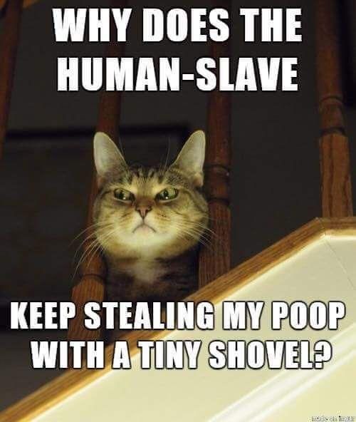 && that's why you hear me scratching, digging, & slinging my litter rocks all over your floor for 15 mins after pooping