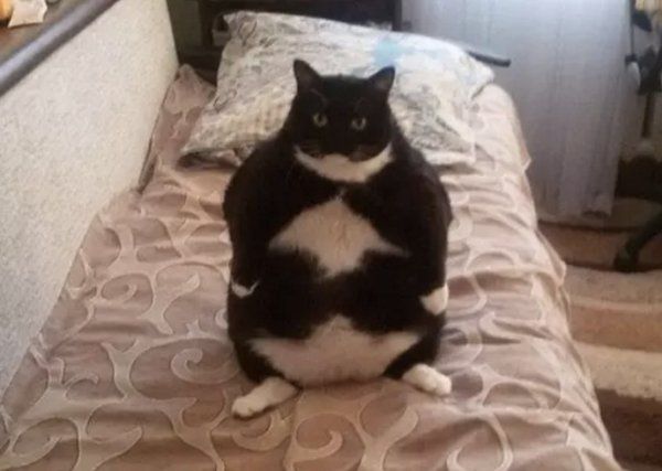 This fat cat has an upvote on it's stomach