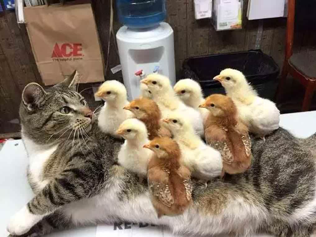 Cat suffers for horrible case of Chickenpox ..