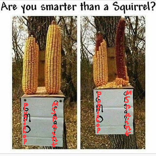 Squirrels are dumb anyway