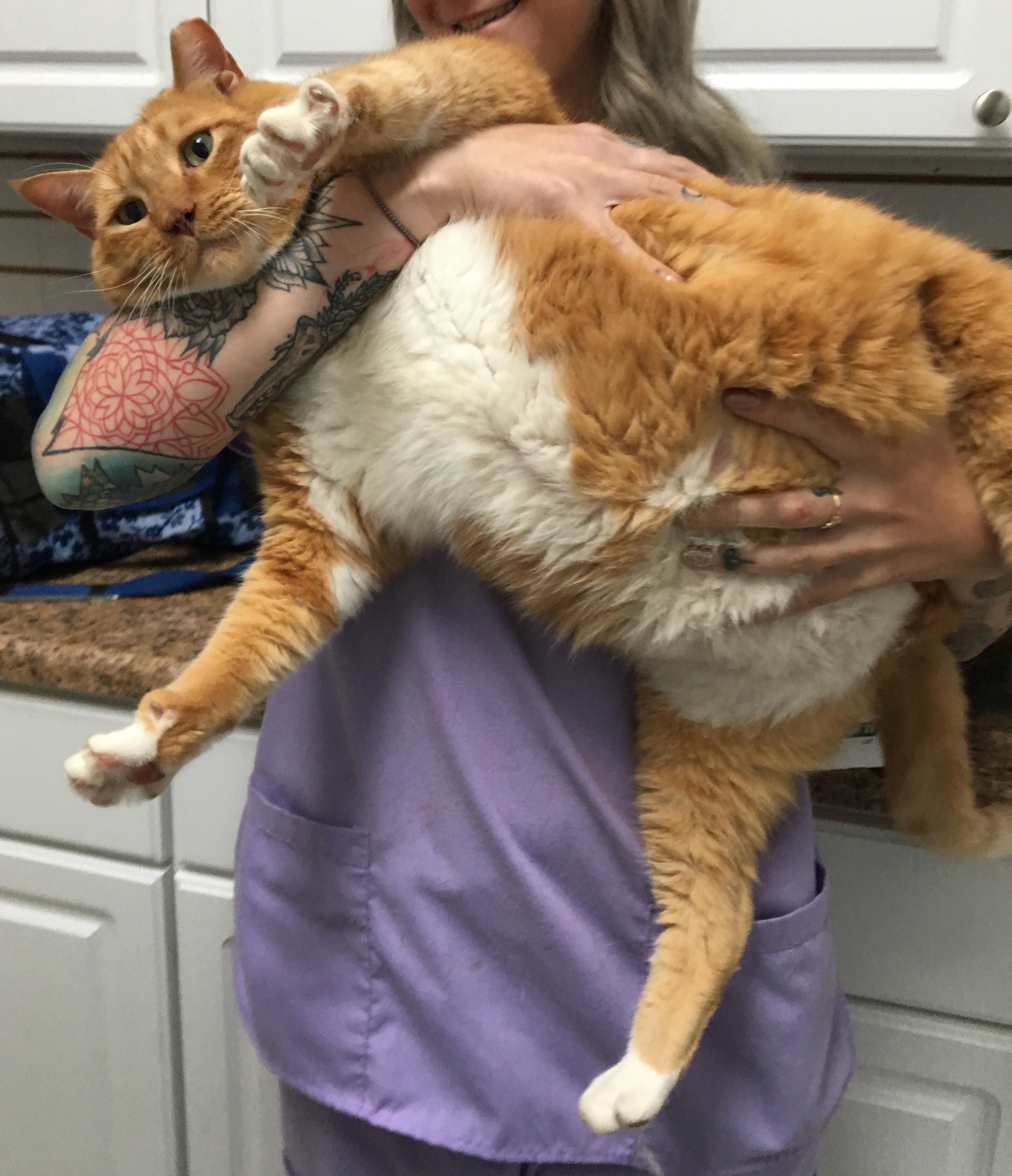 this came into the clinic today. 23lbs.
