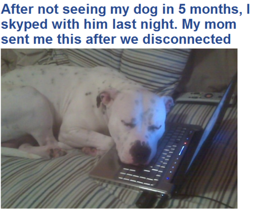 Faithful dog :')