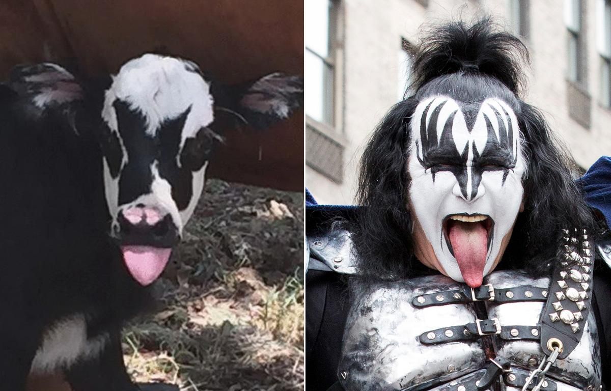 This cow looks like Gene Simmons