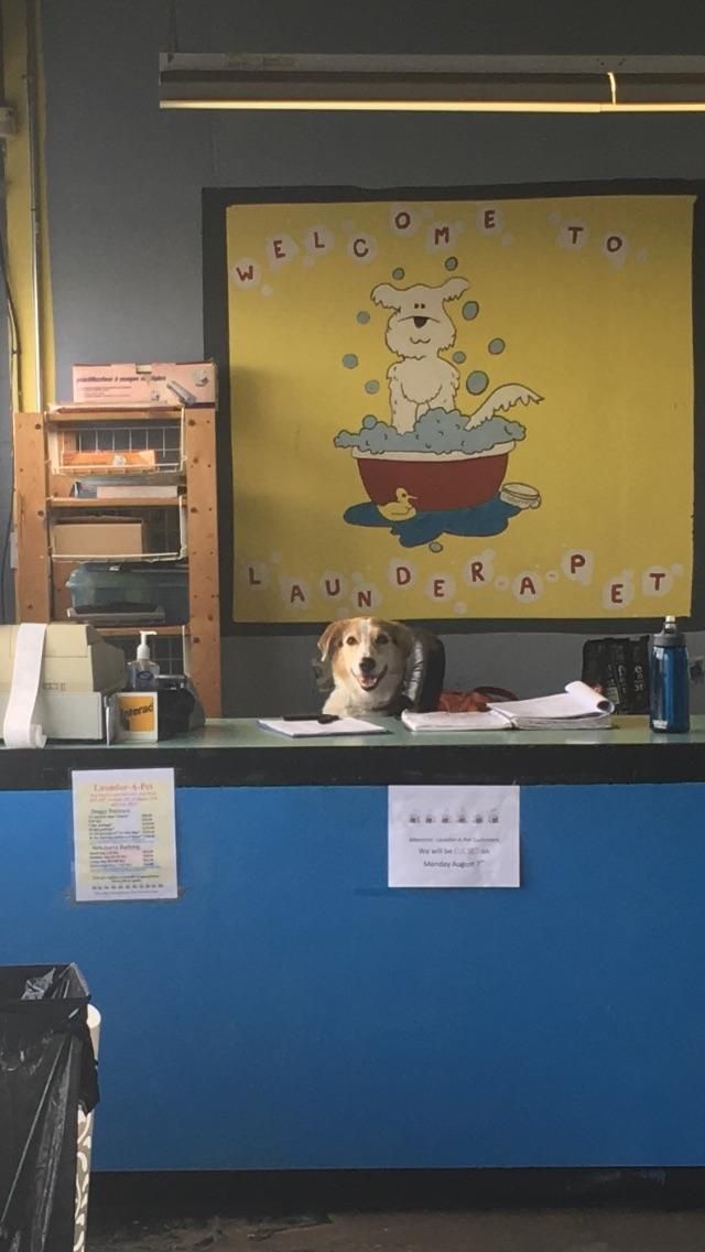 Brought my dog to the dog wash. She immediately began acting like she owned the place.