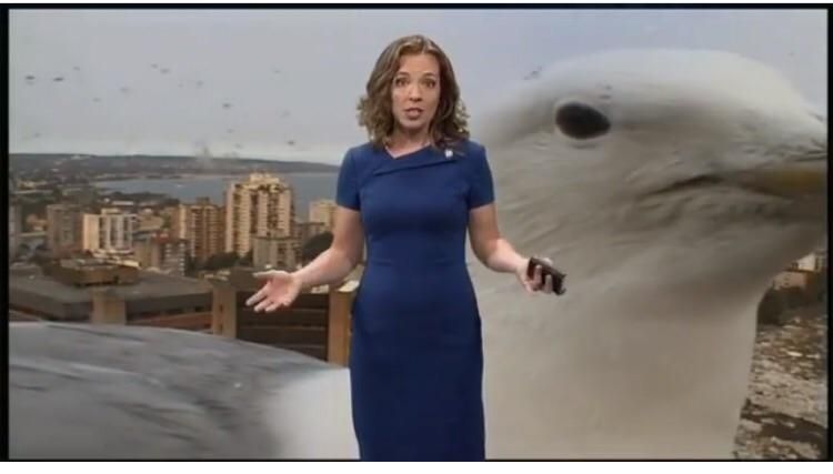 A seagull kinda ruined the weather report on this morning's news.