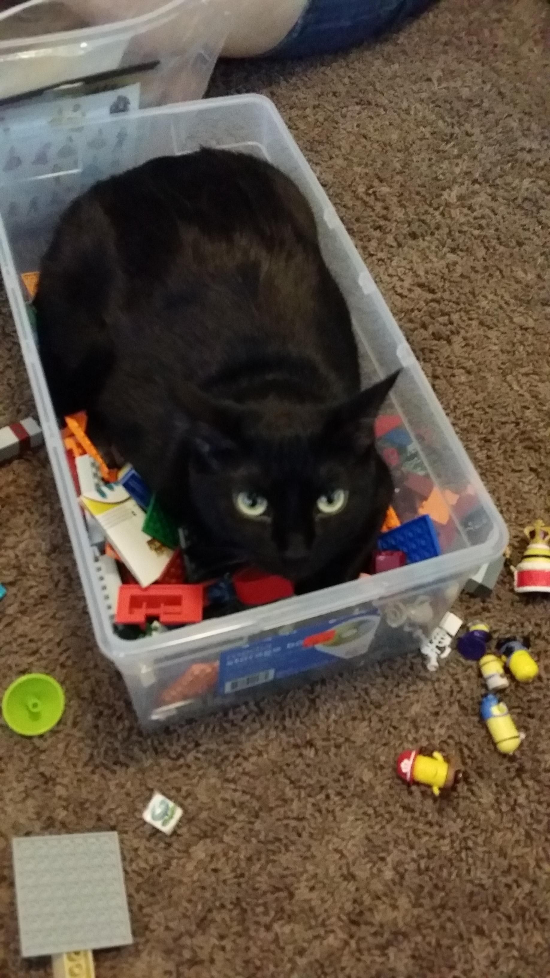 Either my Legos are defective or my cat inpervious to pain.