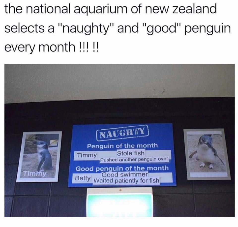 New Zealand aquarium has monthly naughty and good penguins