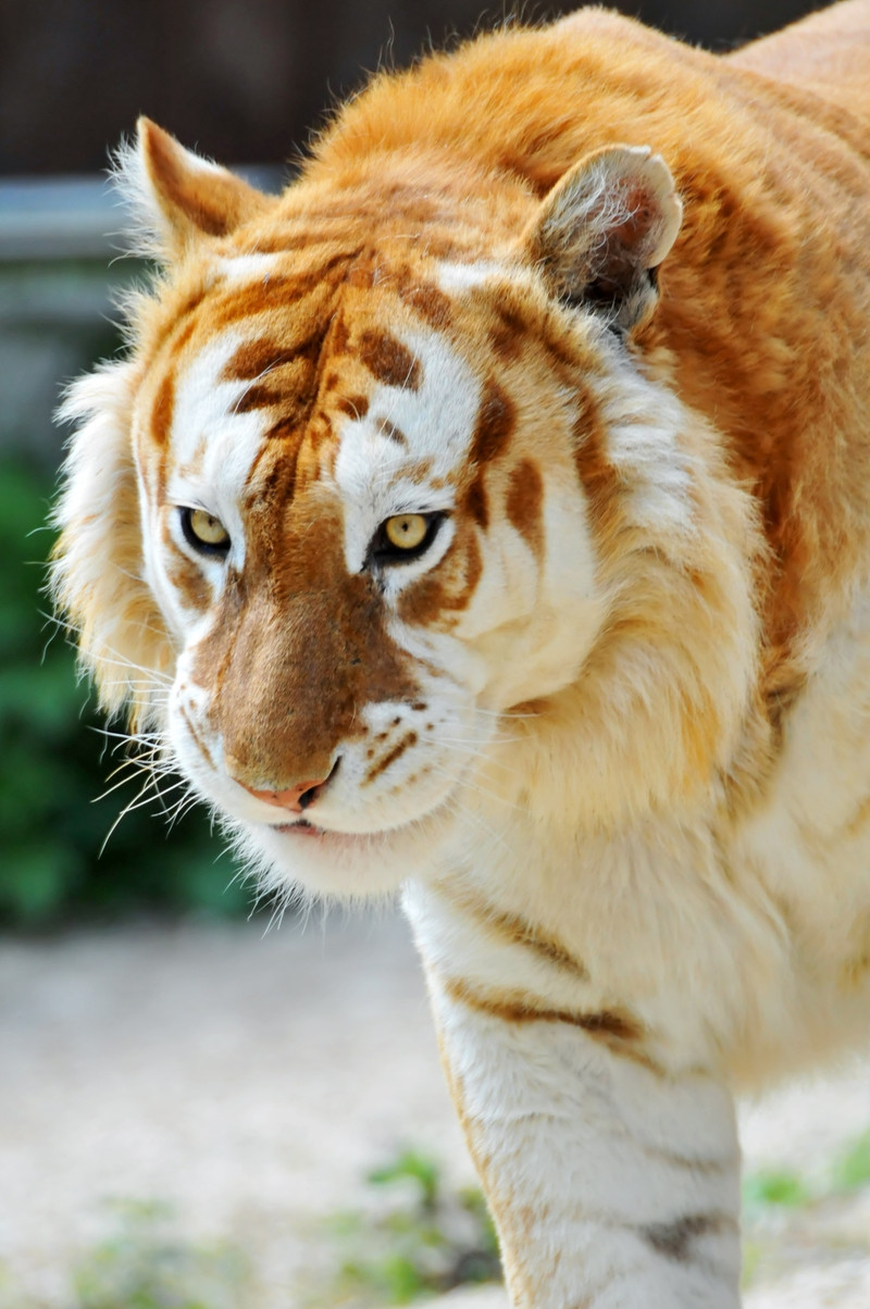 This is the rare Golden Tiger