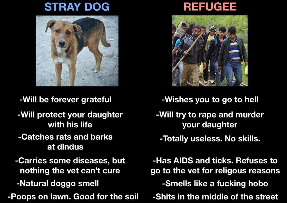 dogs dont explode