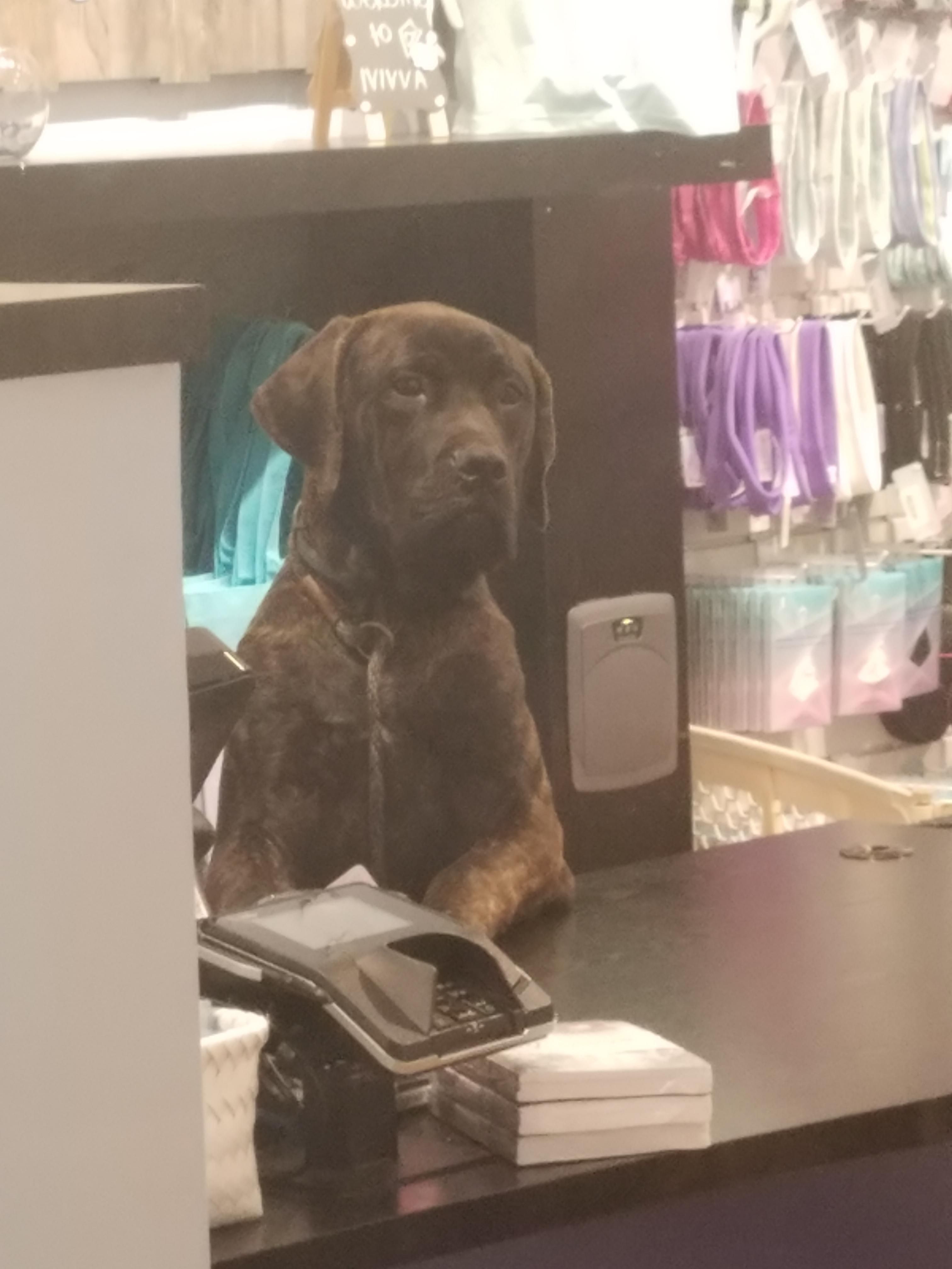 "Yes we accept cash or head scratches"