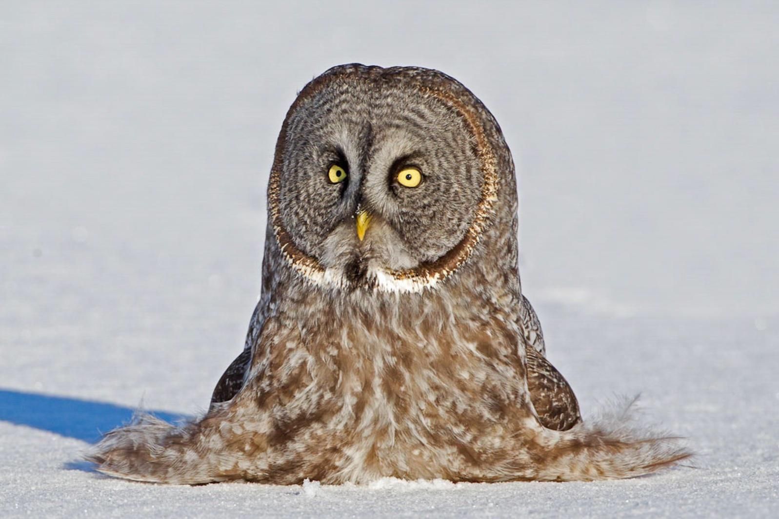 Caution: To Avoid Melting, Do Not Place Owl in Direct Sunlight