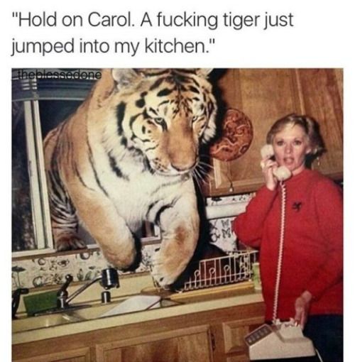 Would you like to talk about our lord and savior el tigre?