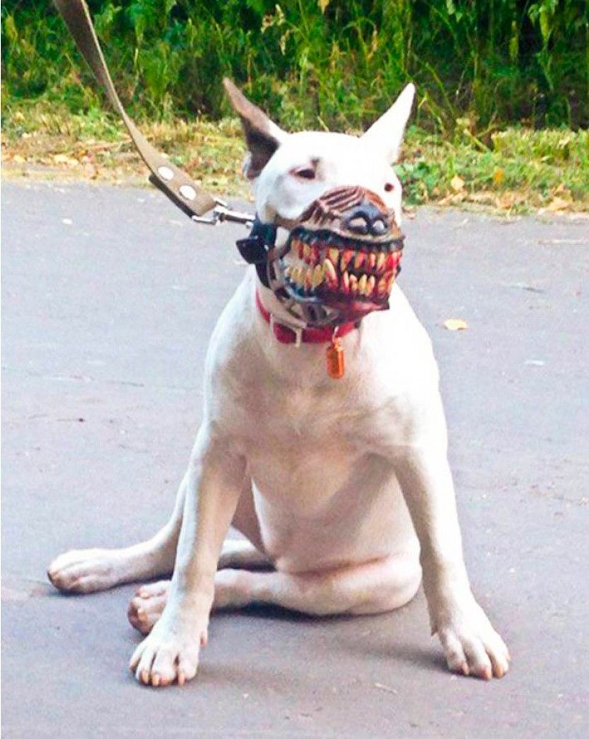 Neighbor says your dog is scary and needs a muzzle? Not a problem.