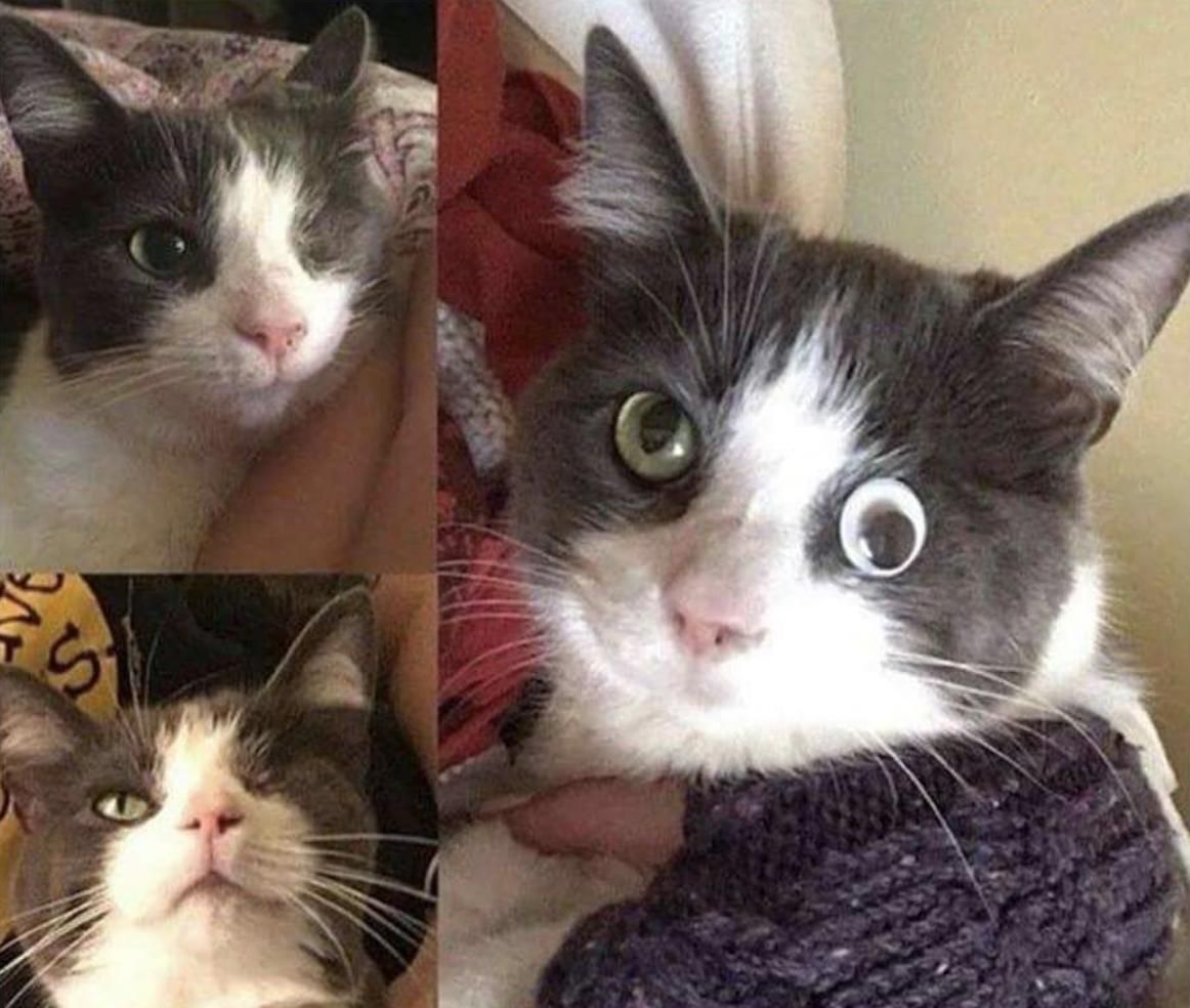 Cat lost her eye to an accident, but with modern technology's help, she regained it.