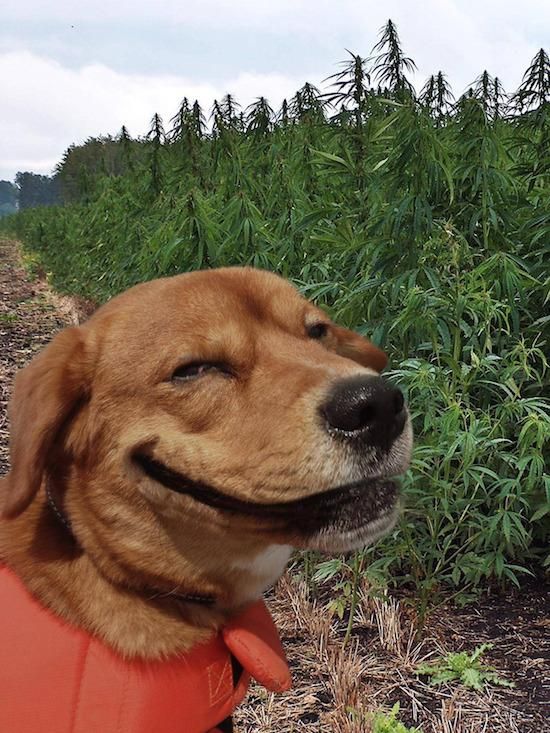 Don't get high on your own supply dogo