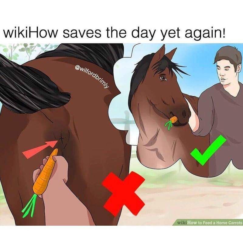How to feed a horse
