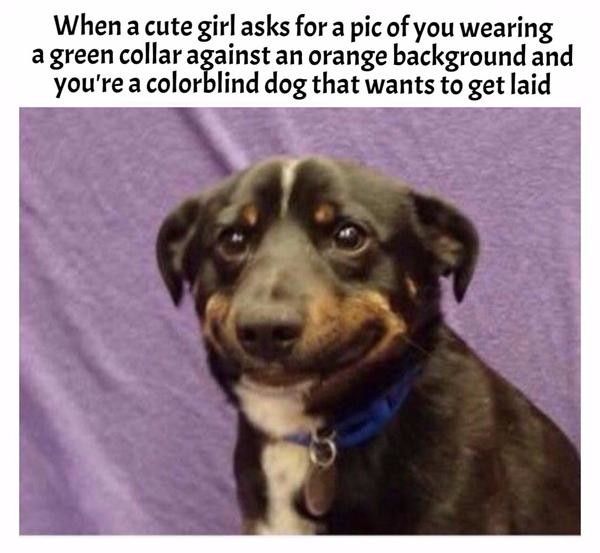 Send woofs