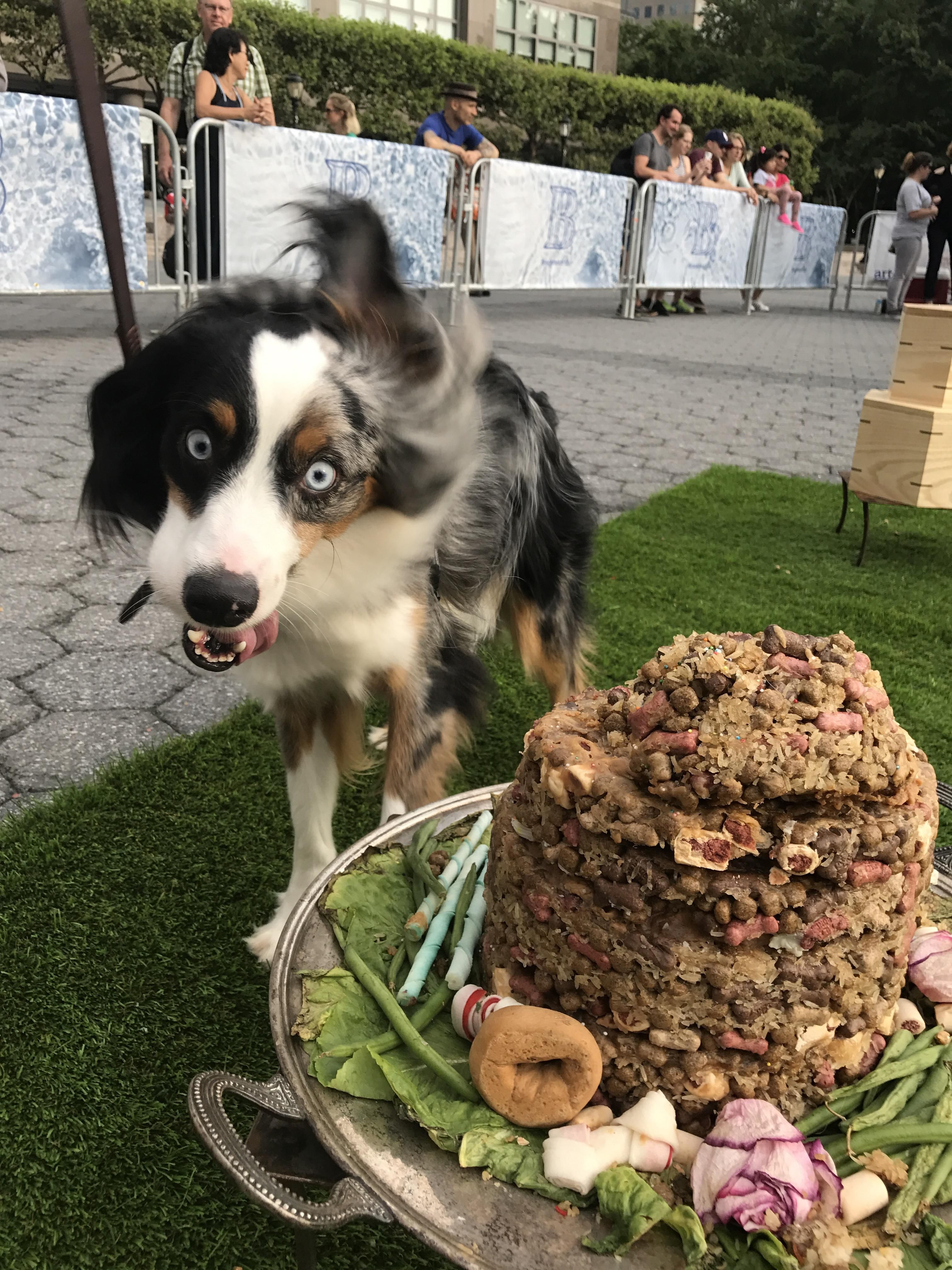 My dog excited to see this mountain of food.