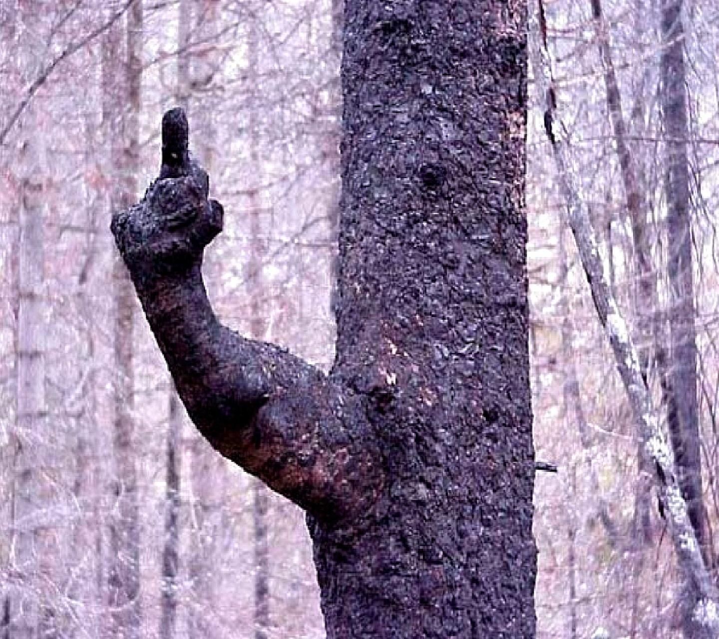 *** you too, tree!
