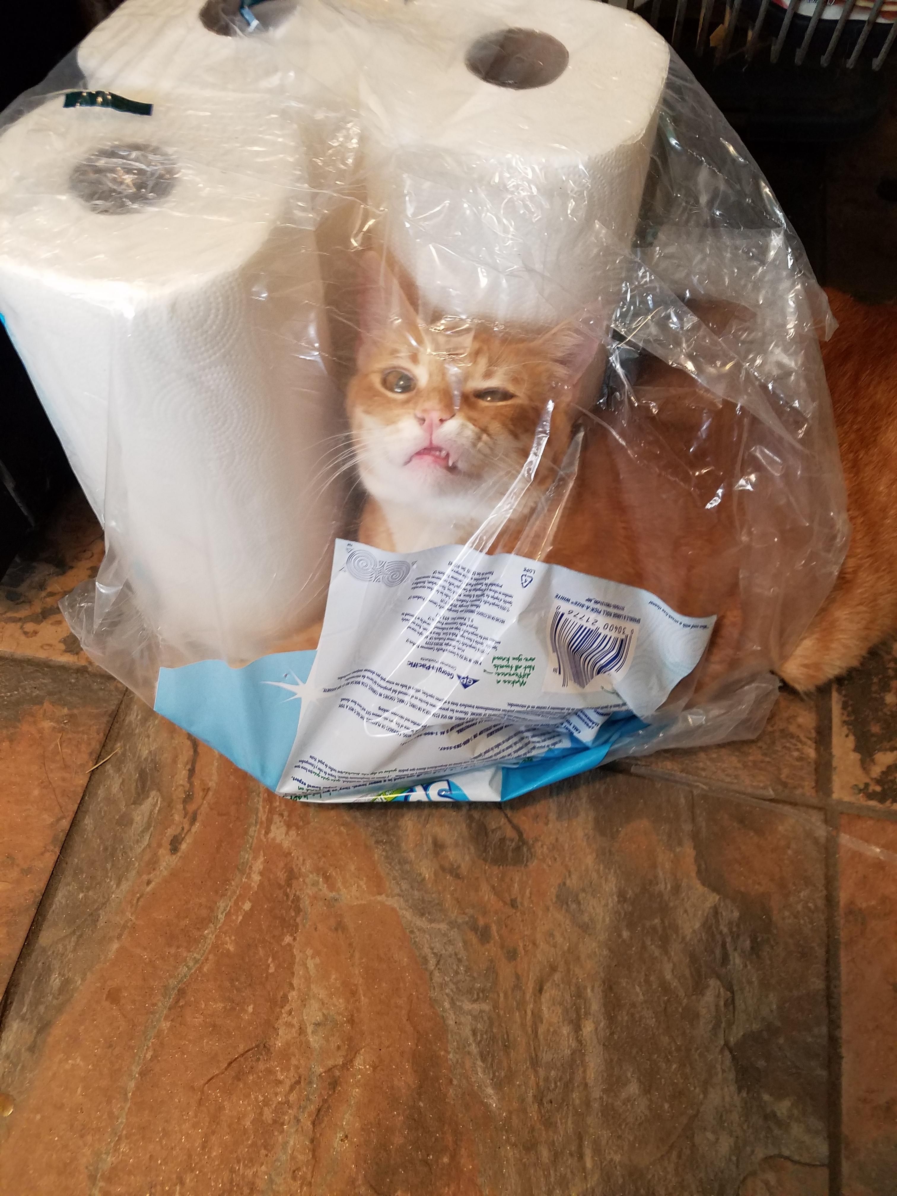 When you want to help put away the groceries, but there's a bag and you're a cat.