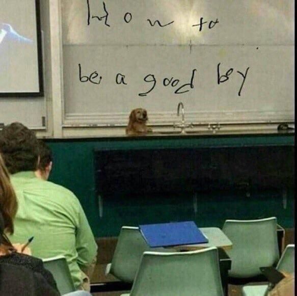 Professor Doggo is one of the most elite at the university
