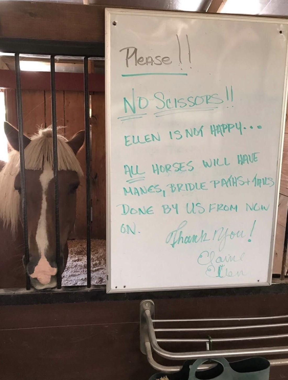 So my dad calls me the other day, says he got in trouble at the barn for cutting a horses hair and everyone's pissed off. I felt bad for him until I got this picture from my mother.