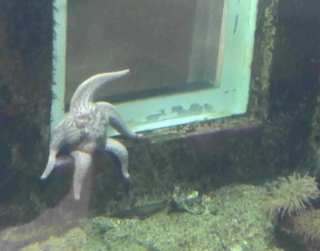 A starfish with problems on his mind