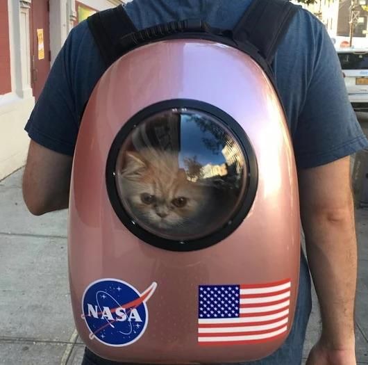 Getting ready to be the first cat on the moon
