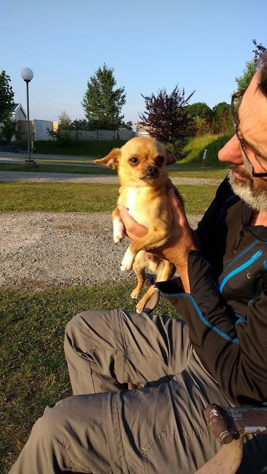 This tiny dog hates my dad