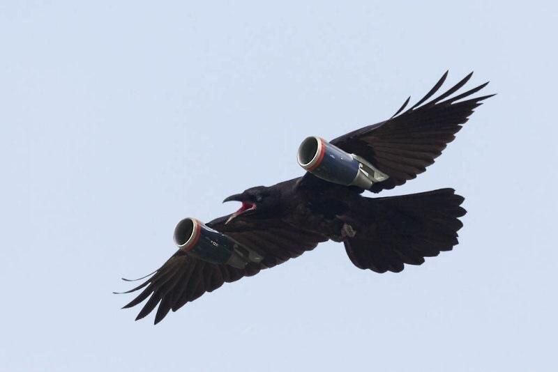 Leaked image of the raven Davos used to get a message 1500 miles overnight
