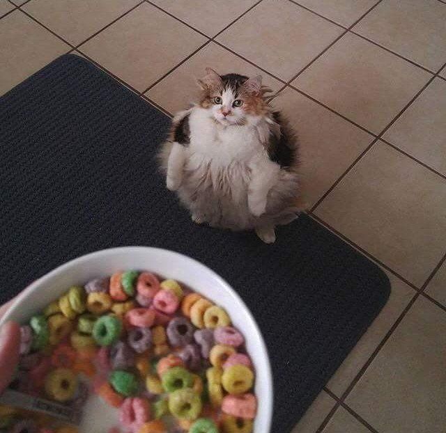"You have 2 options... I destroy you or the fruit loops."