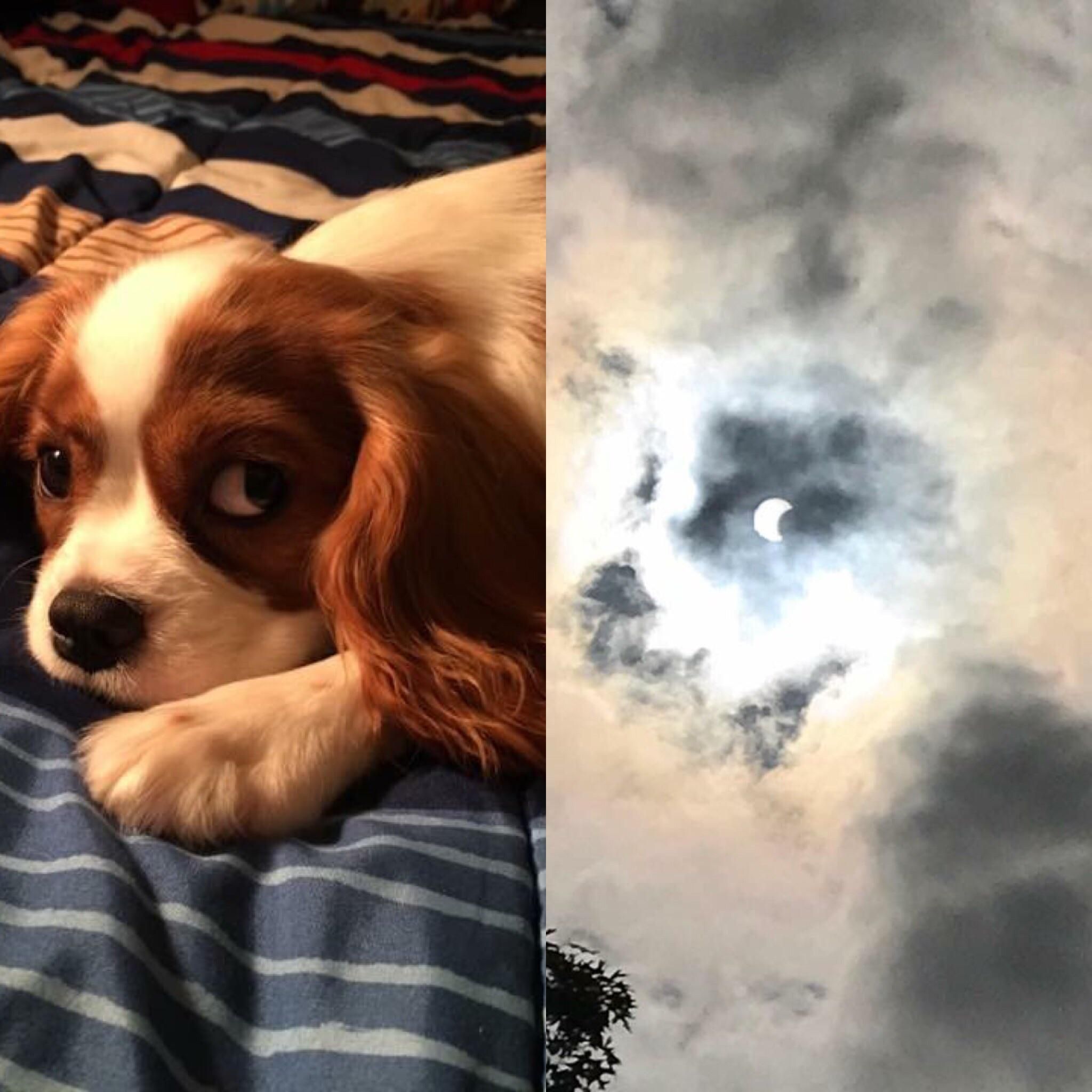 When your aunts dog looks like the solar eclipse