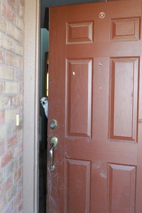 Answering the door after a rough night...