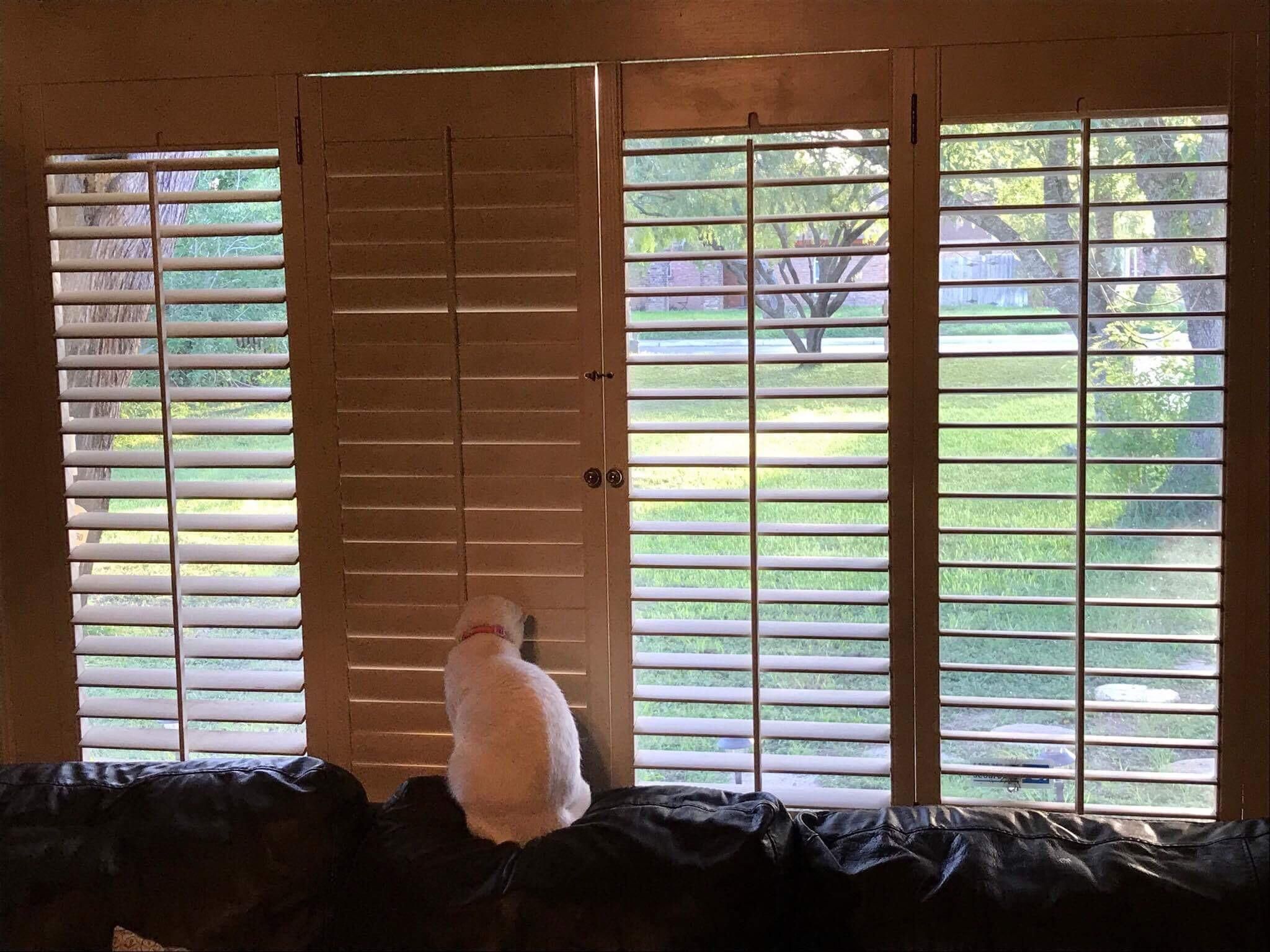 My friends cat looks at the only closed window