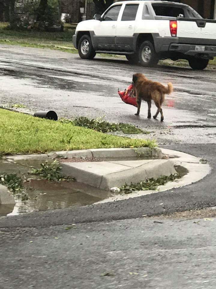 This dog just looted a bag of dog food after the Hurricane here in Texas.