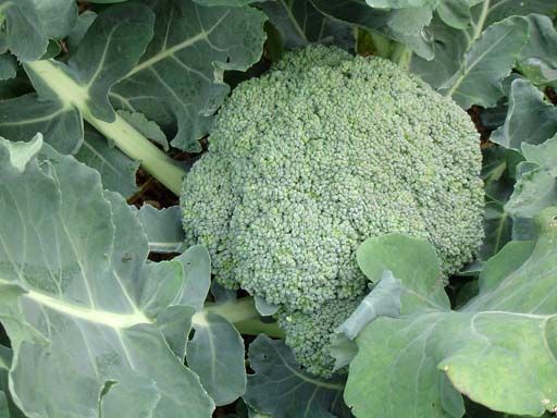 Broccoli in its natural habitat