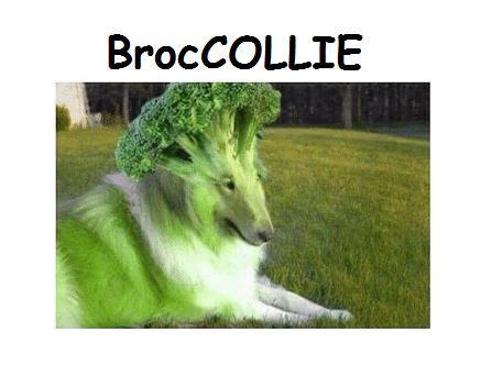 I stole dis meme
