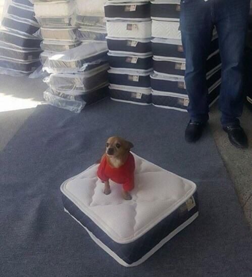 Local mattress store gives you a mini mattress for your doggie when buying a regular one