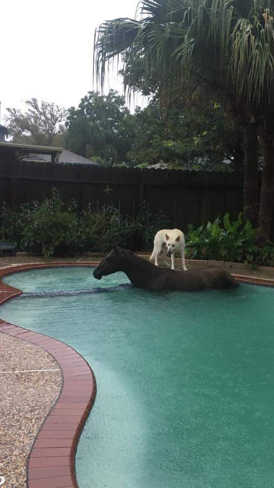 Someone's horse escaped in Houston and wanted to go for a swim.